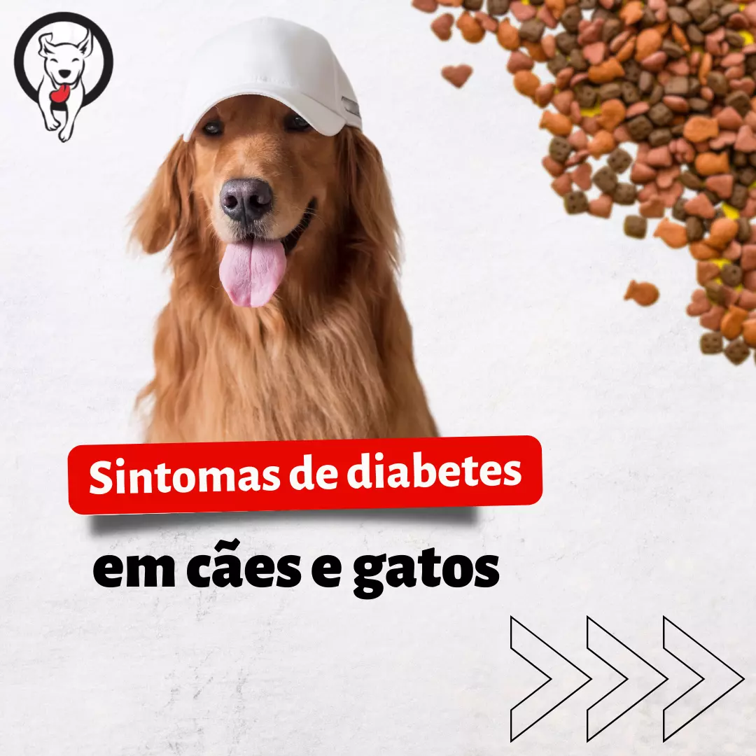 Sintomas de diabetes em cães e gatos